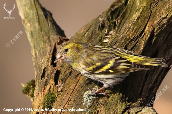 Stehlík čížavý /Carduelis spinus/