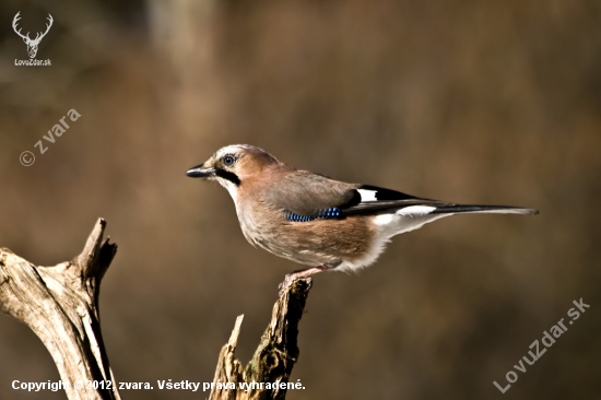 Sojka škriekavá/Garrulus glandarius/