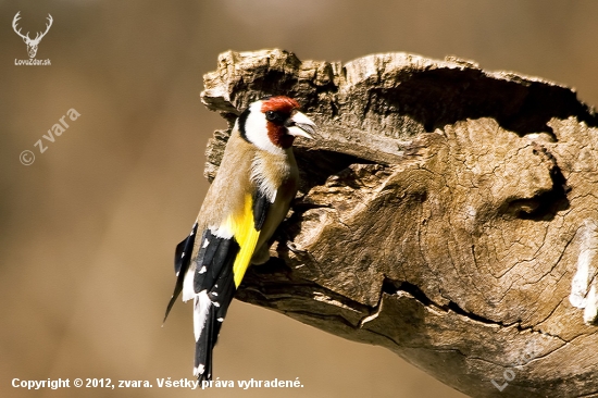 Stehlík pestrý / Carduelis carduelis/