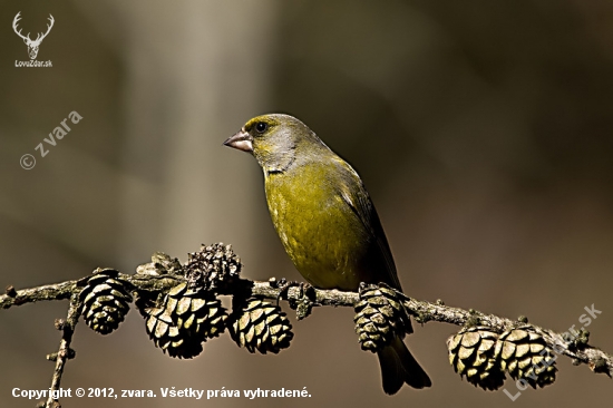 Stehlík zelený /Carduelis chloris/