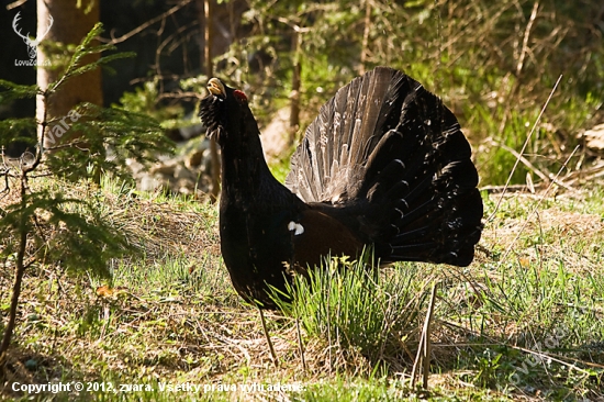 Tetrov hlucháň/Tetrao urogallus/