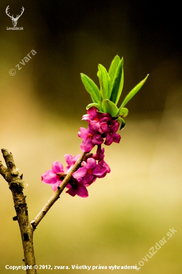 Lykovec jedovatý/Daphne mezereum L./