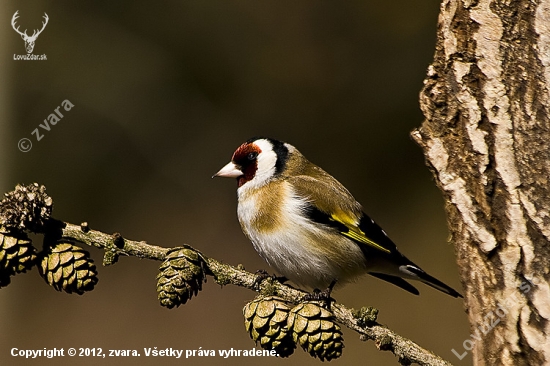 Stehlík pestrý / Carduelis carduelis/