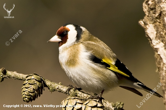 Stehlík pestrý / Carduelis carduelis/