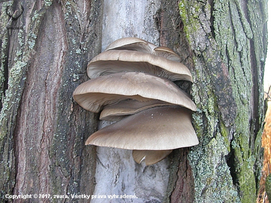 Hliva ustricovitá / Pleurotus ostreatus/