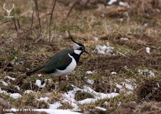 Vanellus vanellus-Cíbik chochlatý