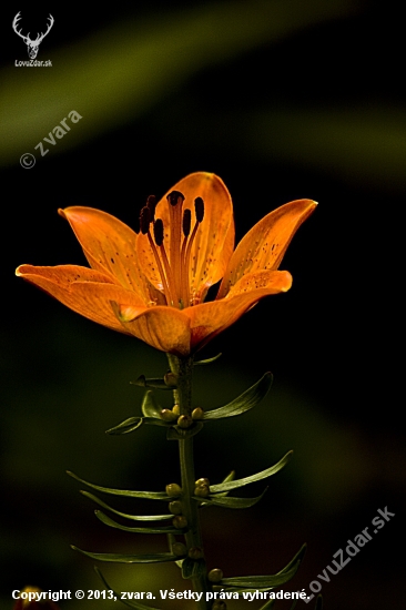 Ľalia cibuľkonosná - Lilium bulbiferum L.