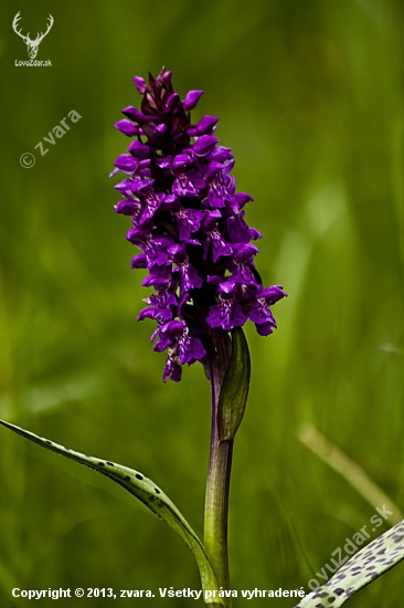 vstavačovec májový pravý Dactylorhiza majalis ssp. majalis