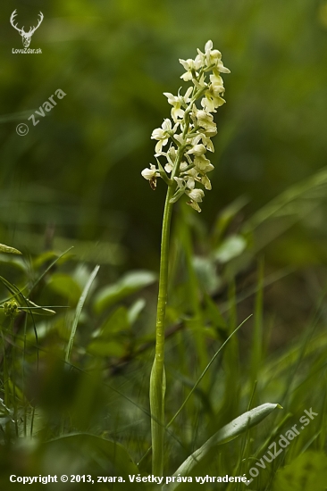 Vstavač bledý (Orchis pallens; synonymum: Orchis sulphurea)