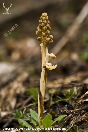 Hniezdovka hlístová (lat. Neottia nidus-avis)