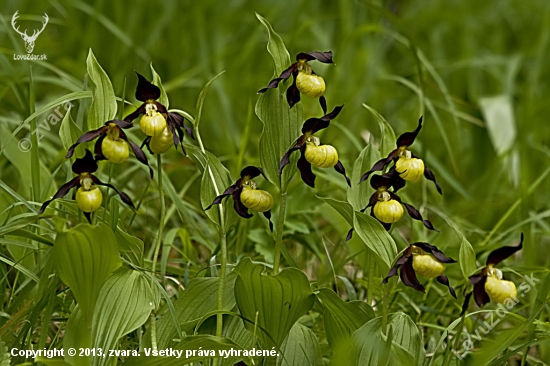 Črievičník papučka Cypripedium calceolus L.