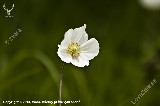 veternica hájna  Anemone nemorosa