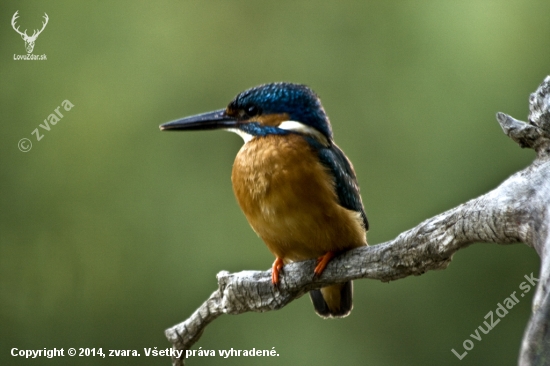 Rybárik riečny /  Alcedo atthis