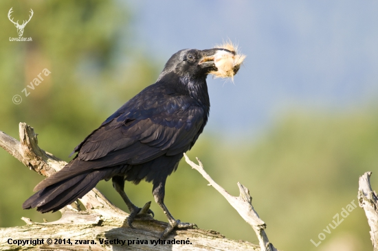 Krkavec čierny /Corvus corax/