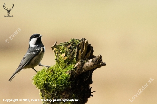 Sýkorka uhliarka/Parus ater/