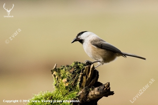 Sýkorka čiernohlvá /Parus montanus/