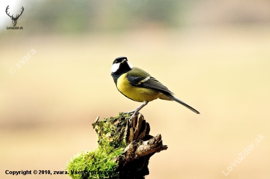 Sýkorka bielolíca /Parus major/