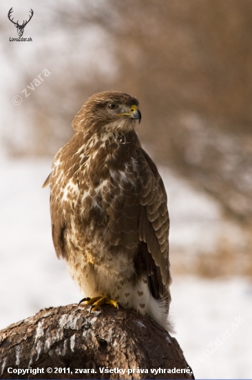 Myšiak lesný /Buteo buteo/