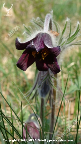 Poniklec lúčny český /Pulsatilla pratensis subsp.bohemica