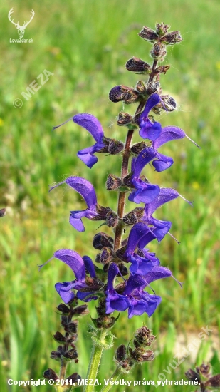 Šalvia lúčna /Salvia pratensis