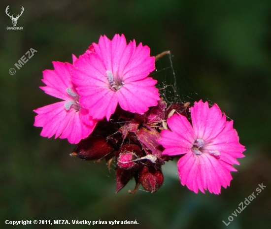 Klinček kartuziánsky /Dianthus carthusianorum