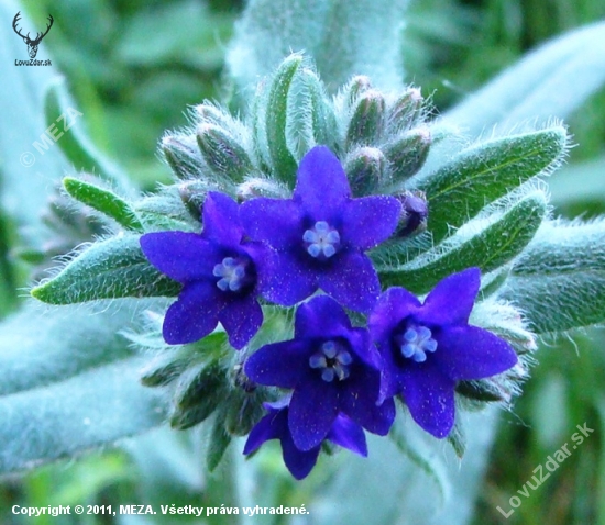 Smohla lekárska /Anchusa officinalis