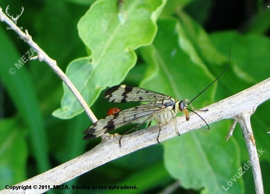 Srpica /Panorpa vulgaris