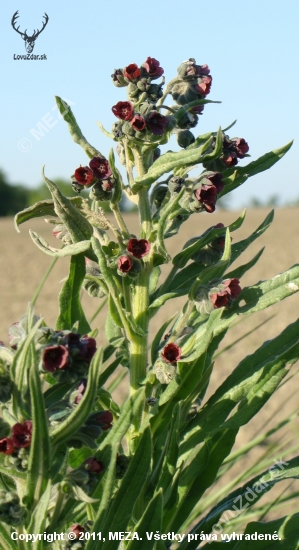 Psojazyk lekársky /Cynoglossum officinale L.