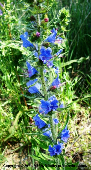 Hadinec obyčajný /Echium vulgare