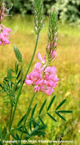 Vičenec vikolistý /Onobrychis viciifolia