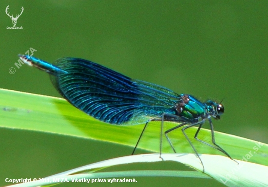 Hadovka lesklá /Calopteryx splendens