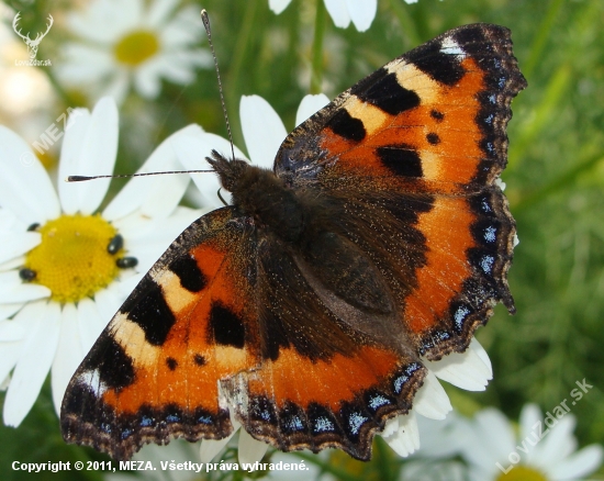 Babôčka pŕhľavová /Aglais urticae