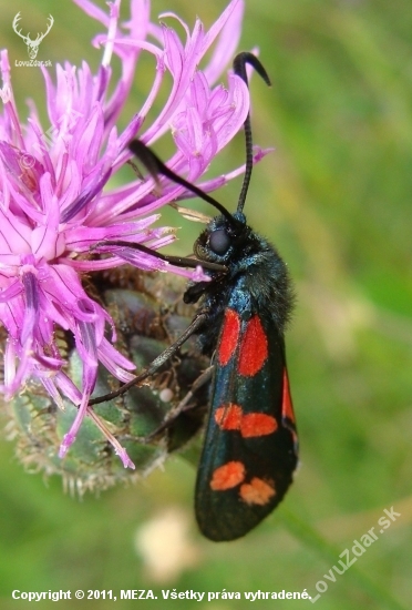 Vretienka obyčajná /Zygaena filipendulae