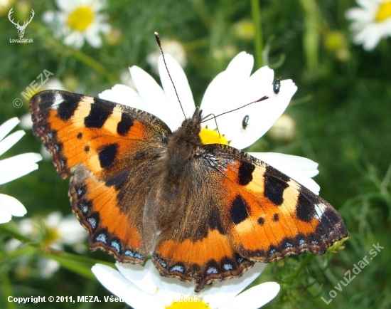 Babôčka pŕhľavová /Aglais urticae