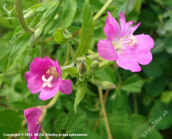 Vŕbovka chlpatá /Epilobium hirsutum