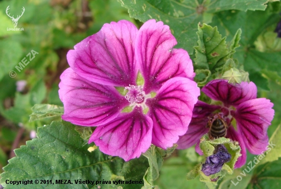 Slez maurský /Malva mauritiana