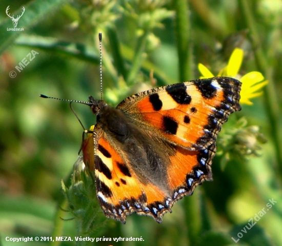 babôčka pŕhľavová /Aglais urticae