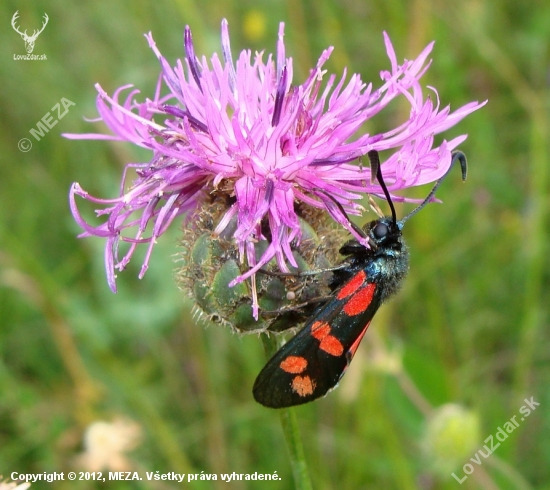 vretienka obyčajná /Zygaena filipendulae