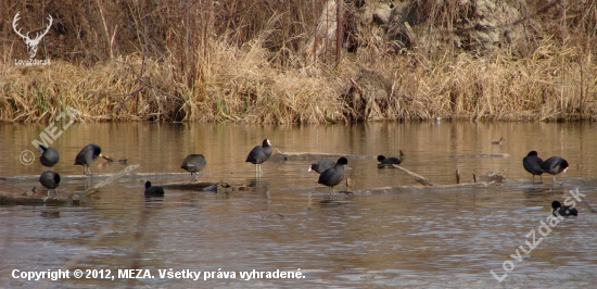 poludňajšia pohodička...