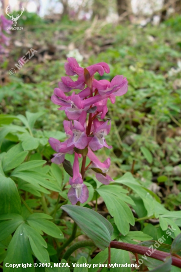 Chochlačka dutá /Corydalis cava