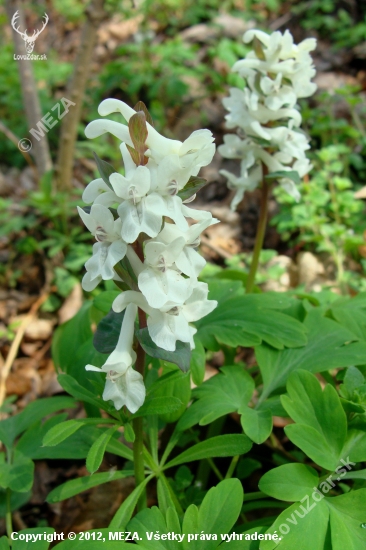 Chochlačka dutá /Corydalis cava