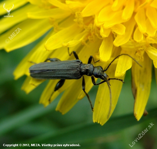 stehnáč /Oedemera tristis