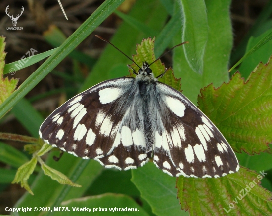 očkáň timotejkový /Melanargia galathea