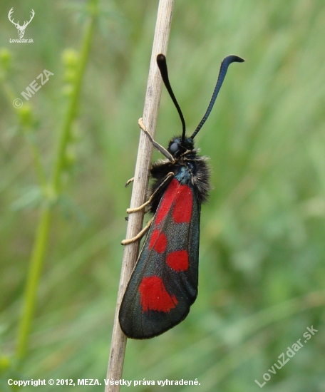 vretienka obyčajná /Zygaena filipendulae