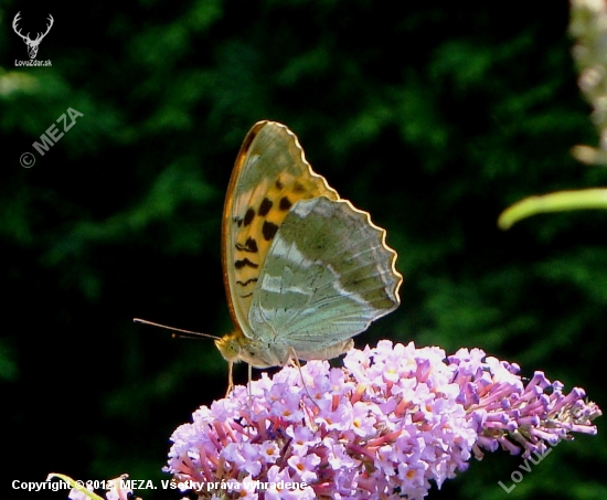 perlovec striebristopásavý/Argynnis paphia