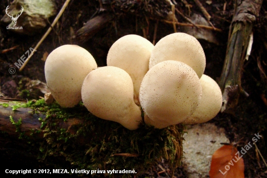 prášnica / Lycoperdon sp.