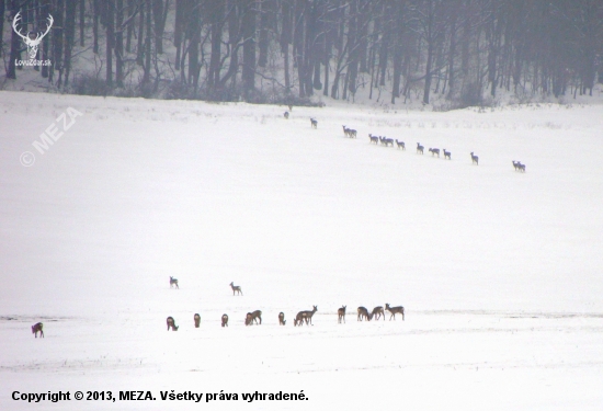 srnčia a dančia zver