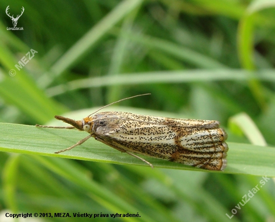 trávovec jarný /Thysanotia chrysonuchella