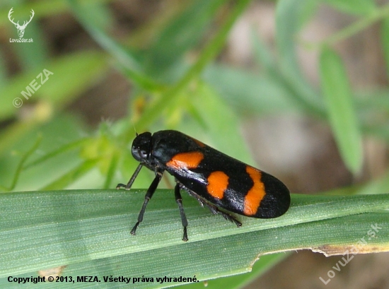 peniarka nížinná /Cercopis sanguinolenta