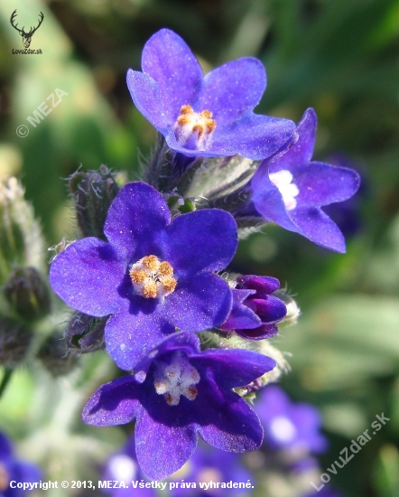 smohla lekárska /Anchusa officinalis L.